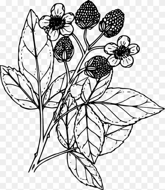 this free icons png design of black raspberry