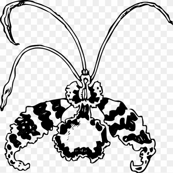 this free icons png design of butterfly orchid