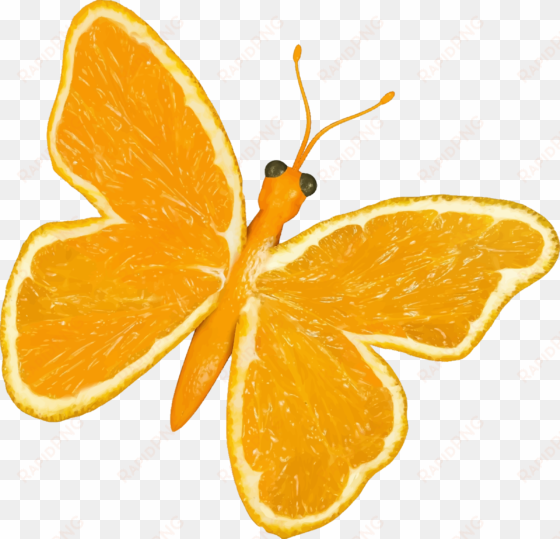 this free icons png design of citrus fruit butterfly