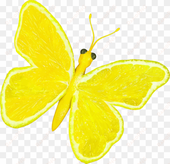 this free icons png design of citrus fruit butterfly