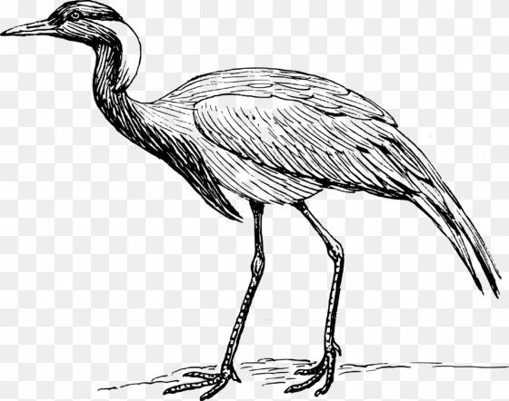 this free icons png design of demoiselle crane