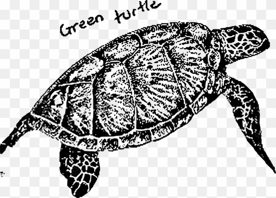 this free icons png design of green turtle