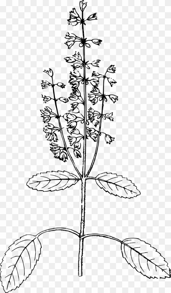 this free icons png design of holy basil