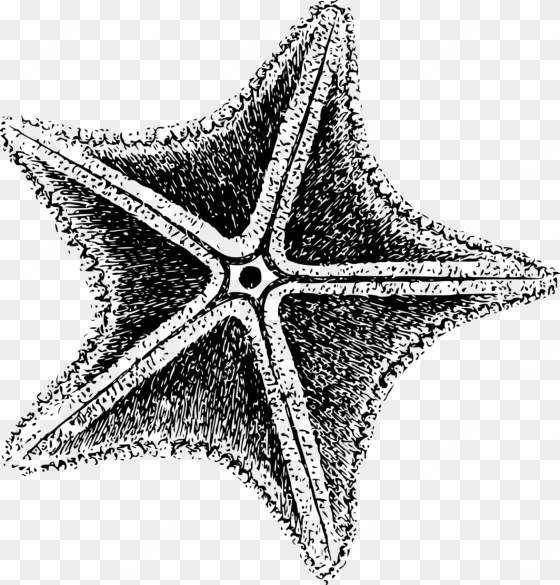 this free icons png design of sea star