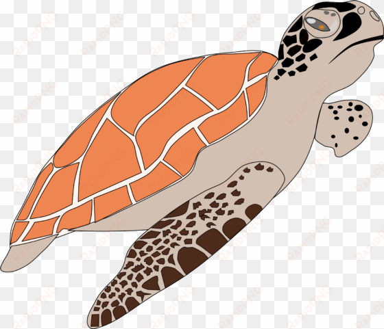 this free icons png design of sea turtle