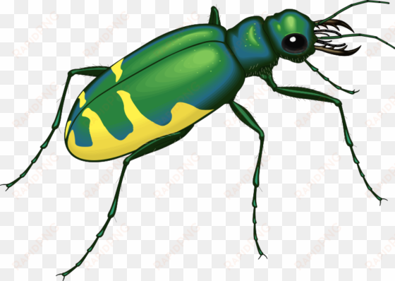 this graphics is 22 insects about insect insect, clipart, - green and yellow bugs