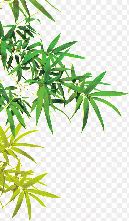 this graphics is beautiful picture of bamboo leaves - china bamboo png