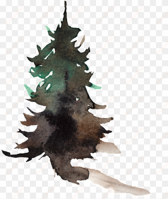 this graphics is creative pine transparent watercolor - watercolor painting