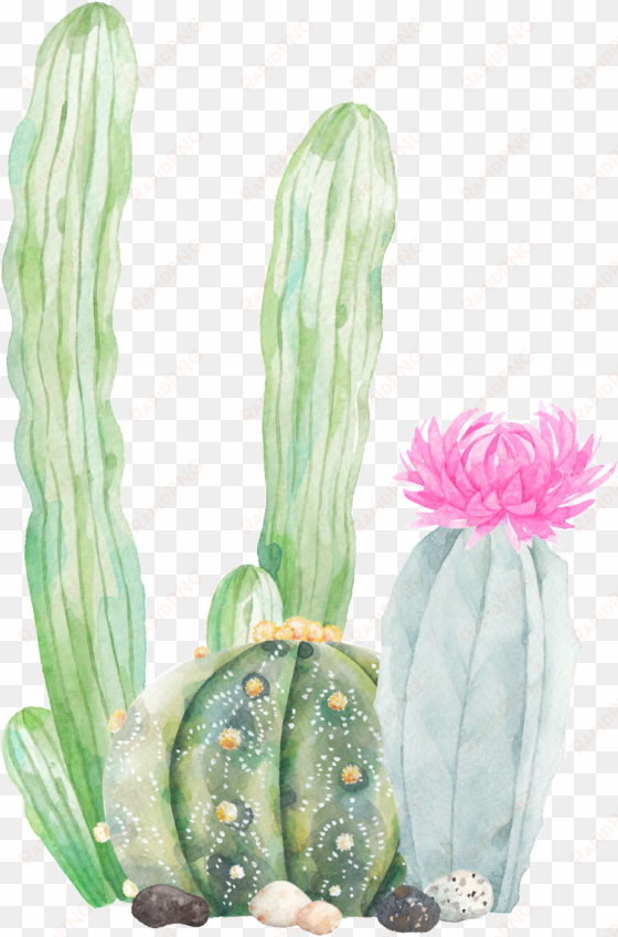 this graphics is hand painted three cactus png transparent - cactus png transparent