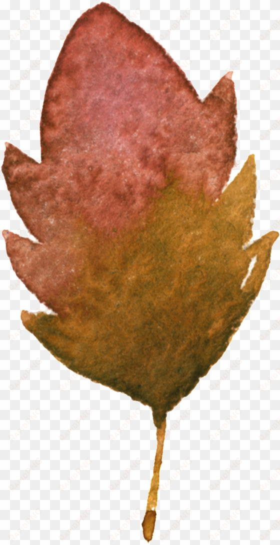 this graphics is withered yellow maple leaf transparent - leaf