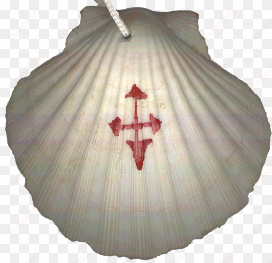 this is the scallop shell i wore as a symbol of st - camino de santiago shell