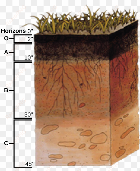 this soil profile shows the different soil layers found - soil profile