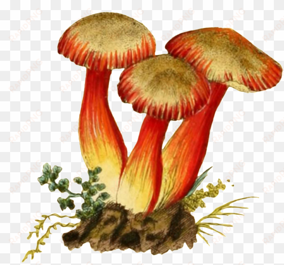 three mushroom transparent plant vectors in the soil - attract wealth and money: blank affirmations journal