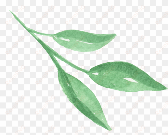 three pieces of bright green leaves transparent png - leaf