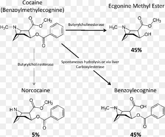 three primary pathways of cocaine metabolism and the - cocaine metabolism