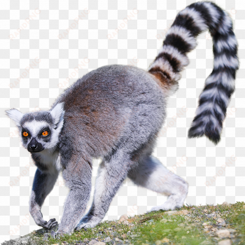 thumbnail - madagascar cat