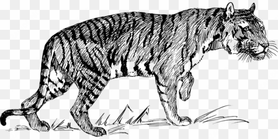 tiger animal biology feline mammal zoology - line drawings of tigers