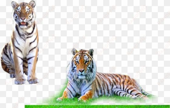 tiger - background png for photo shop