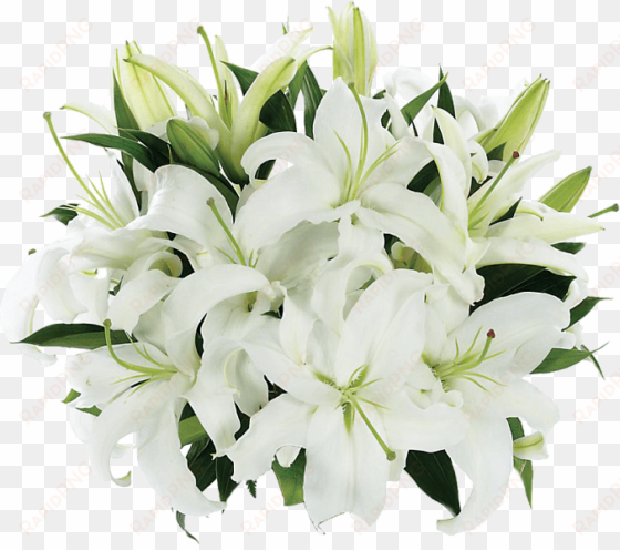 tight bouquet of lilies - fresh lily flowers
