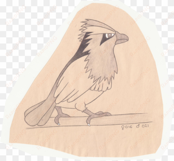 tiny bird pokemon - sketch