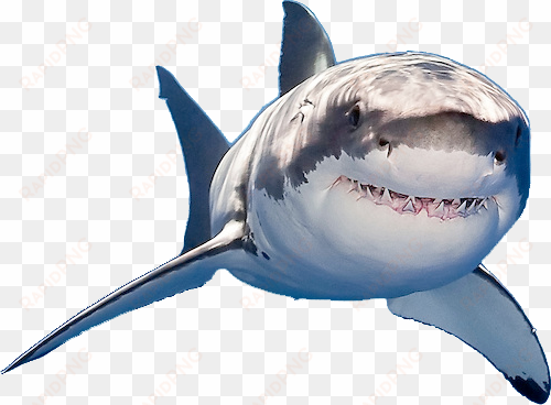 tiny great white shark