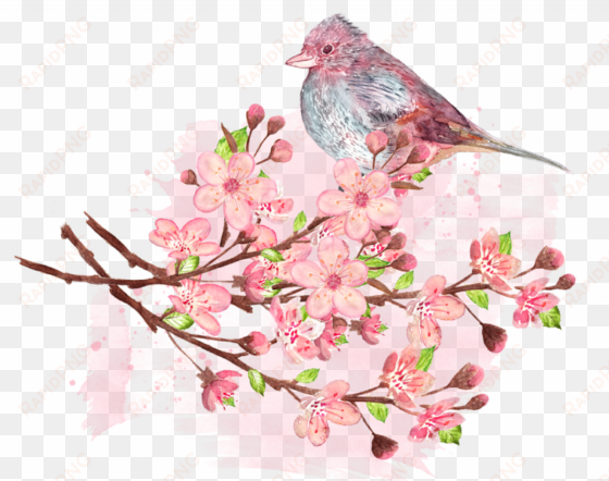 Tips For Cherry Blossom Viewing - Peach transparent png image