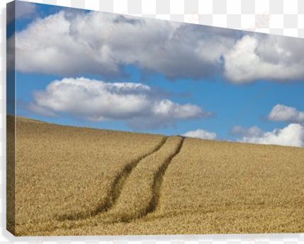 tire tracks in a wheat field - posterazzi tire tracks in a wheat field scottish borders