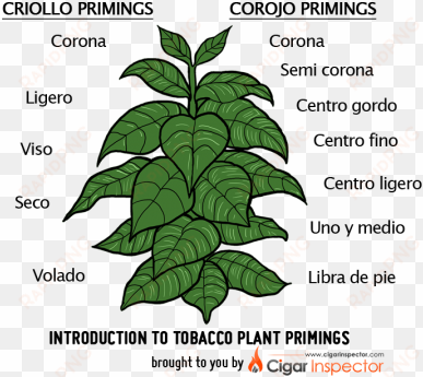 tobacco plant primings chart - tobacco plant clip art