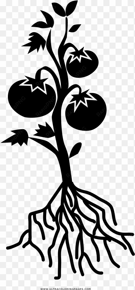 tomato plant coloring page - black and white tomato plant