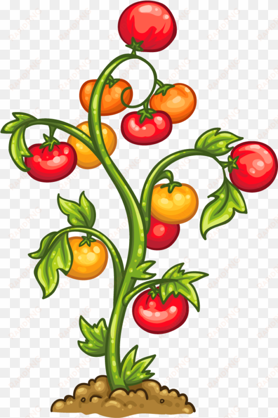 tomato plant - planta de tomate png