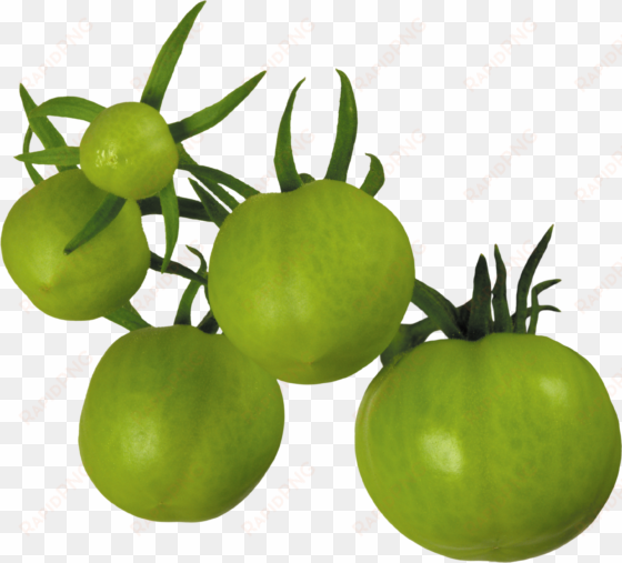 tomato png - green tomatoes clipart free