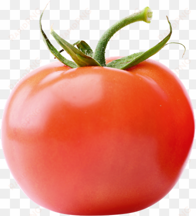 tomatoes - tomato