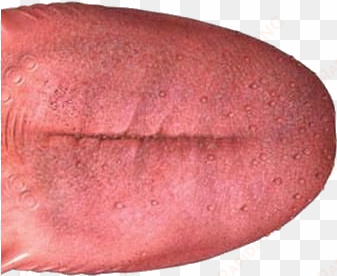 tongue png - Язык png