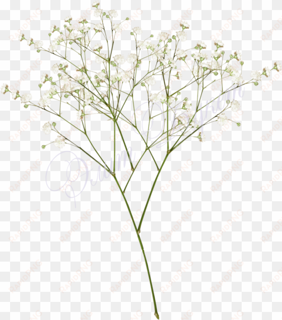 Top Images For Baby Breath Flowers Png White On Picsunday - Baby Breath Png transparent png image