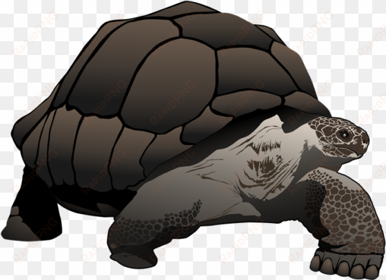 tortoise clipart - zazzle galápagos/galapagos giant tortoise large tote