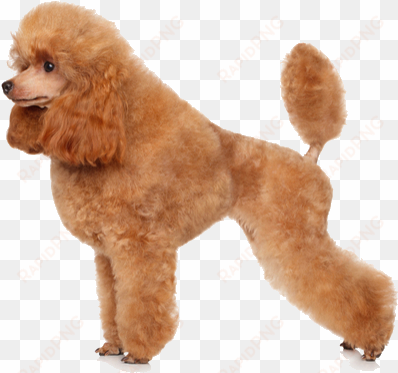 toy poodles are tiny dogs with lots of personality - poodle png