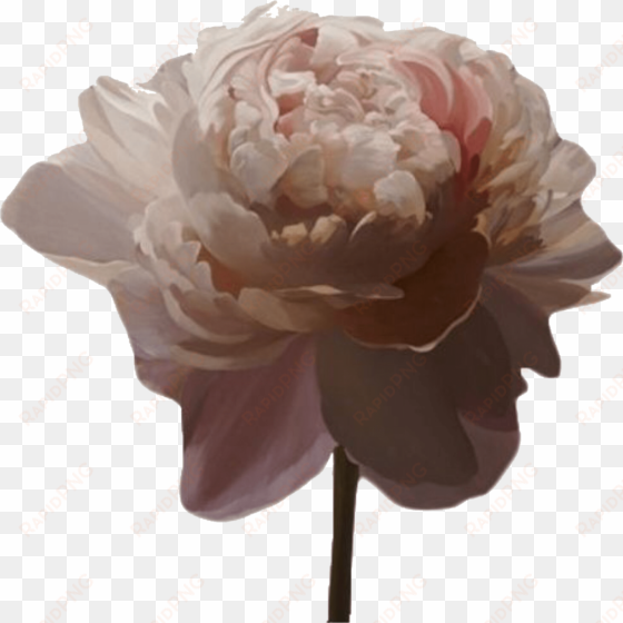 transparent aesthetic *source - aesthetic pink flower png