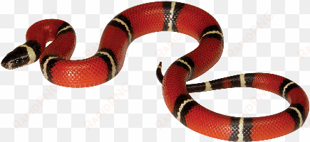 transparent coral snake png