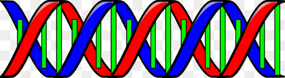 transparent dna red blue banner black and white download - dna double helix clip art