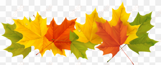 transparent fall leaves png picture - fall leaves border transparent