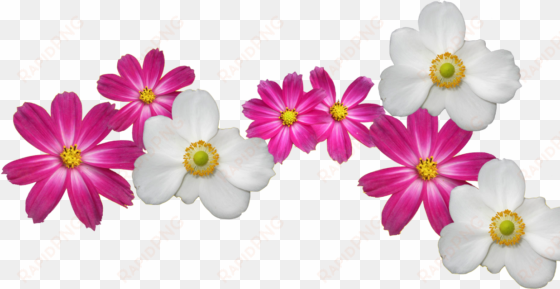 Transparent Flower Crown Png - Pearl Farm Food Menu transparent png image