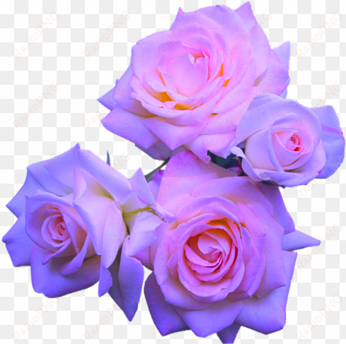 transparent flowers purple roses, lavender roses, pink - pastel purple flower png
