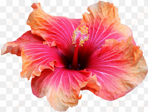 transparent flowers transparent hibiscus flowers png - tropical flower transparent background