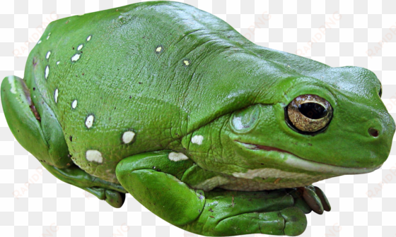 transparent frog png