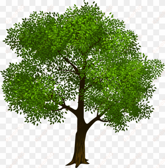 transparent green tree clipart picture - transparent background tree clipart