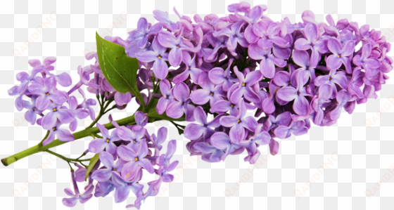 transparent lilac clipart m=1366668000 - lilac flower clip art