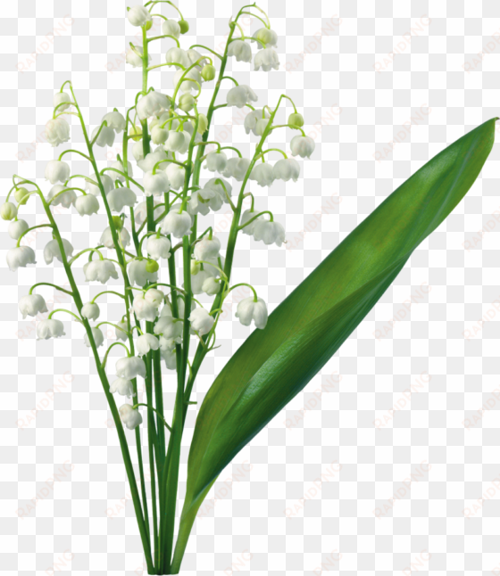 transparent lily of the valley - lily of the valley png