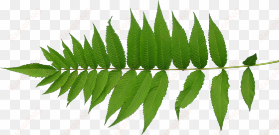 transparent mapping leaf - leaves texture png