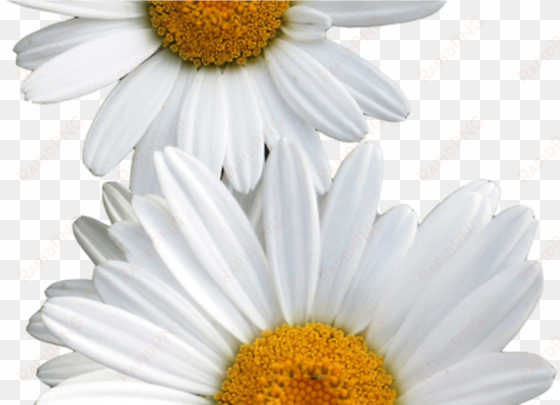 transparent other edits pinterest flowers - daisy overlay