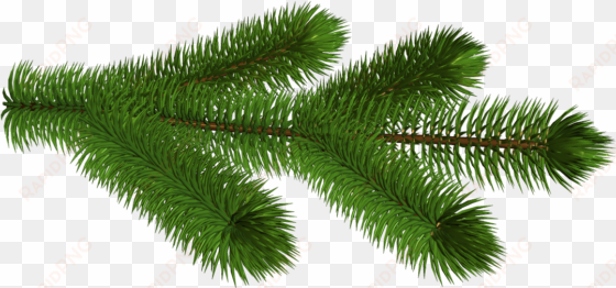 transparent pine branch 3d clipart picture - christmas tree branch transparent background
